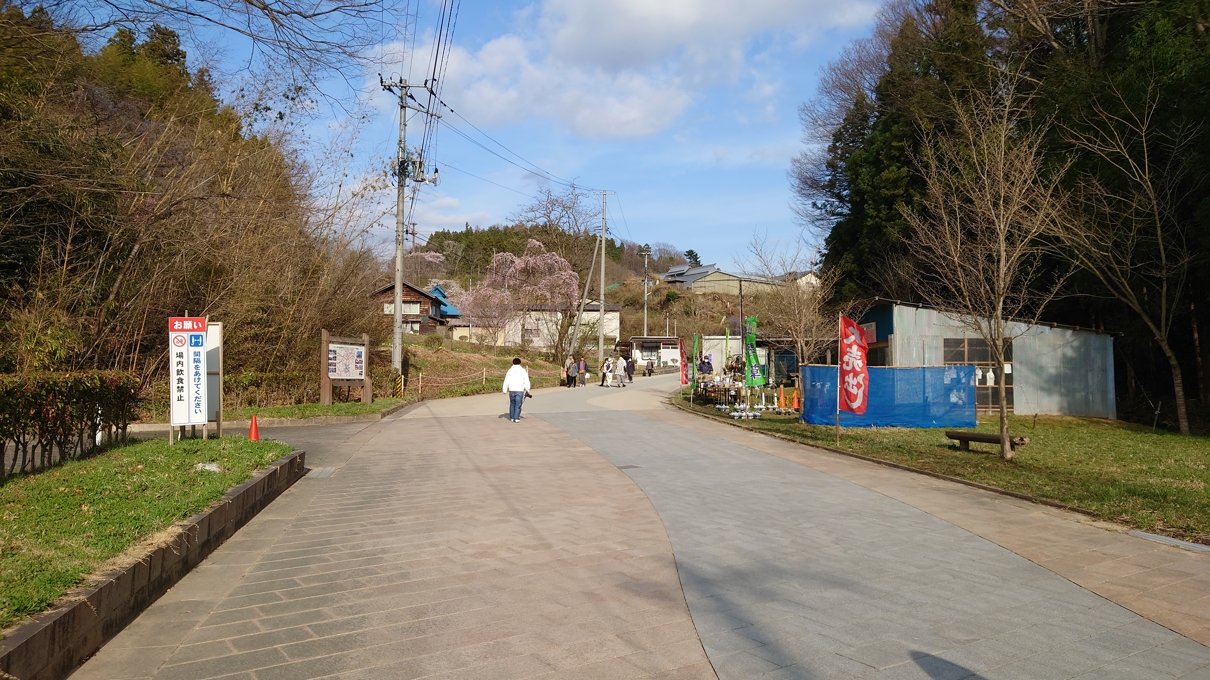 三春滝桜4