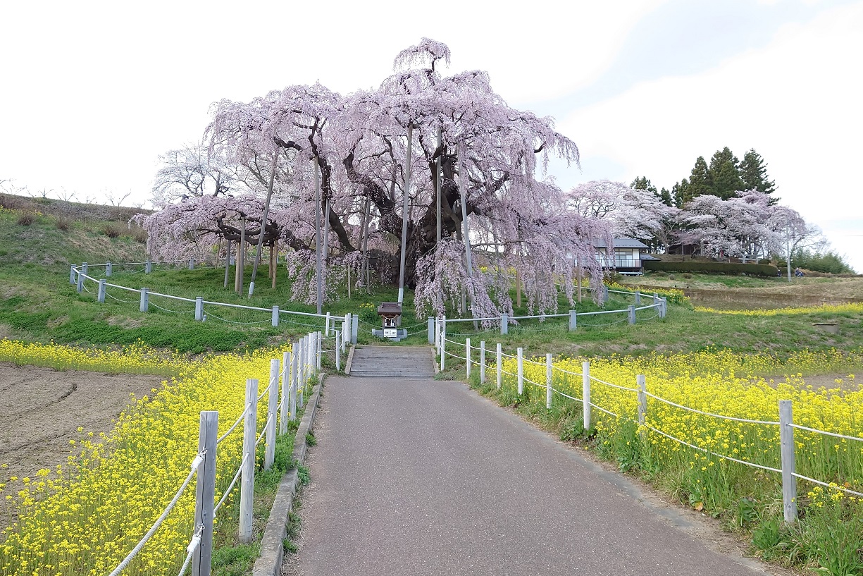 三春滝桜6