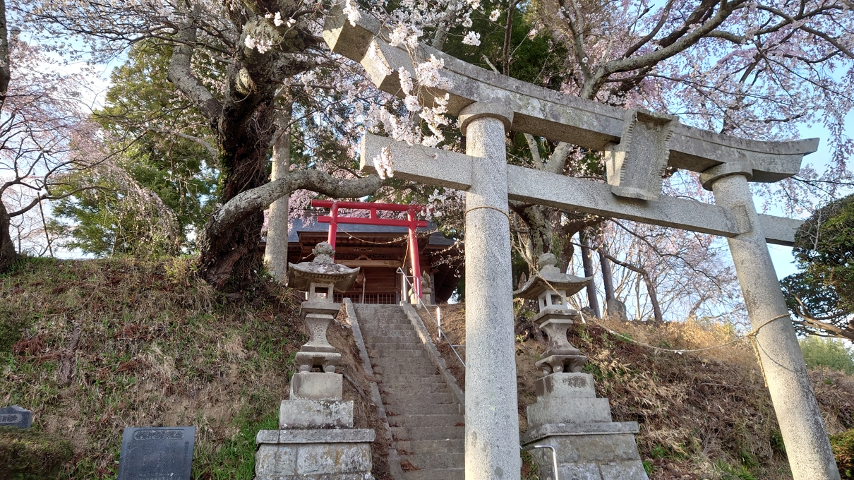 三春滝桜9